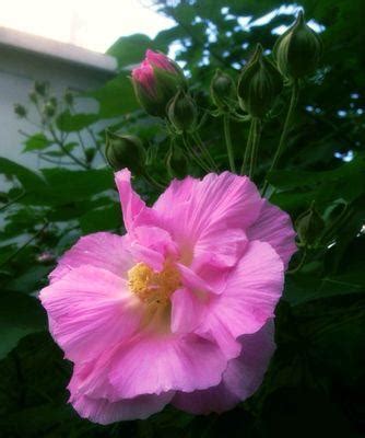 芙蓉花怎麼照顧|芙蓉花的养护方法